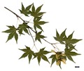 SpeciesSub: subsp. palmatum